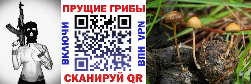 наркота Заволжск Псилоцибиновые грибы Psilocybine cubensis
